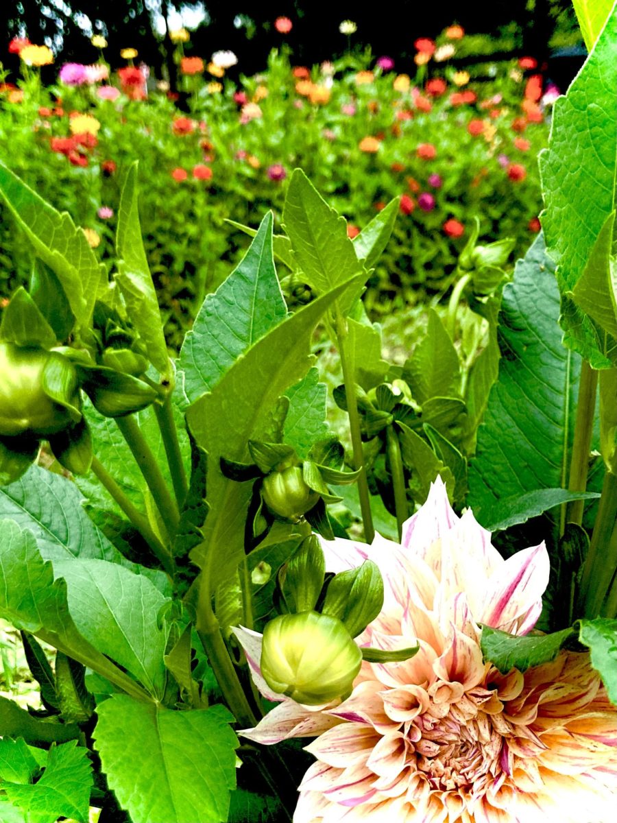 Jay's Garden